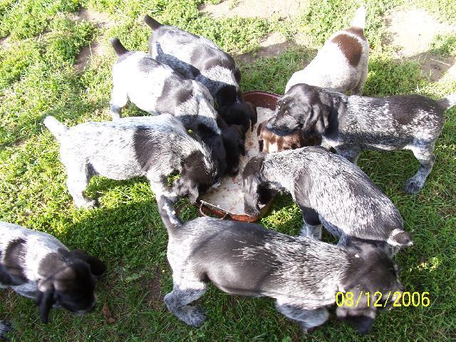 Fotky: N�meck� dr�tosrst� oha� (foto, obrazky)