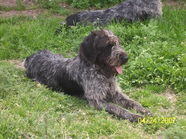 Fotky: N�meck� dr�tosrst� oha� (foto, obrazky)