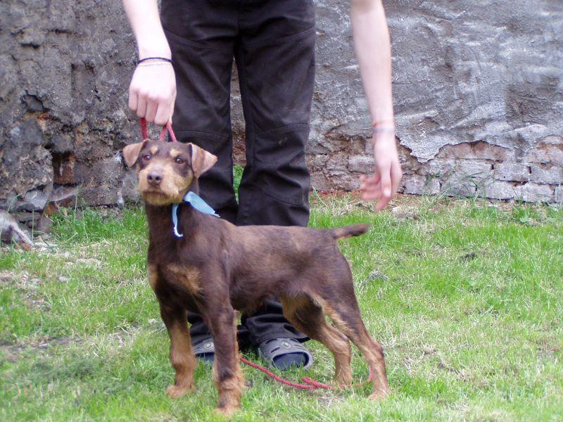 Foto: N�meck� loveck� terier-Majitelka: So�a Ku�erov�