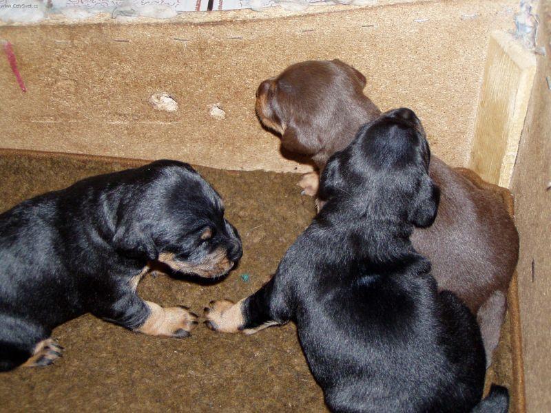 Foto: N�meck� loveck� terier-Majitelka: So�a Ku�erov�