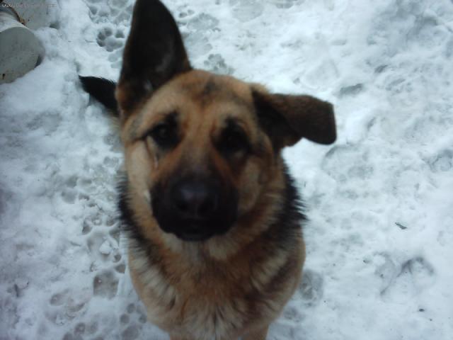 Fotky: N�meck� ov��k (foto, obrazky)