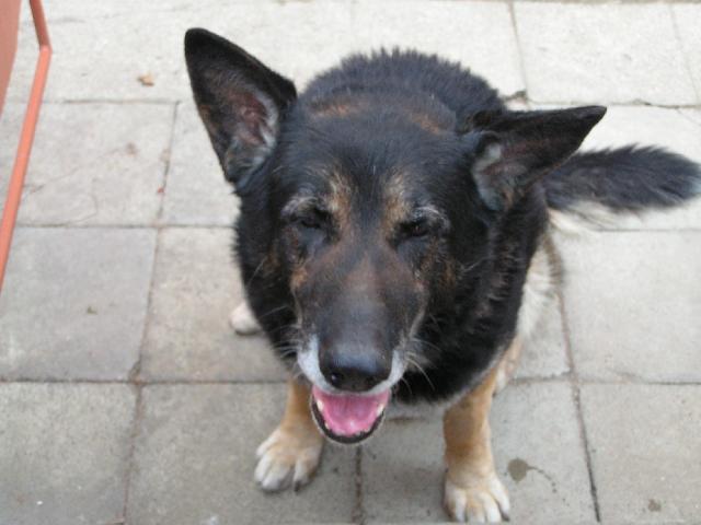 Fotky: N�meck� ov��k (foto, obrazky)