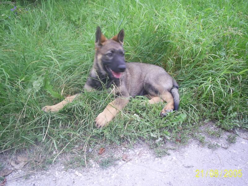 Foto: N�meck� ov��k-Bredy (2.5 m�s�ce)