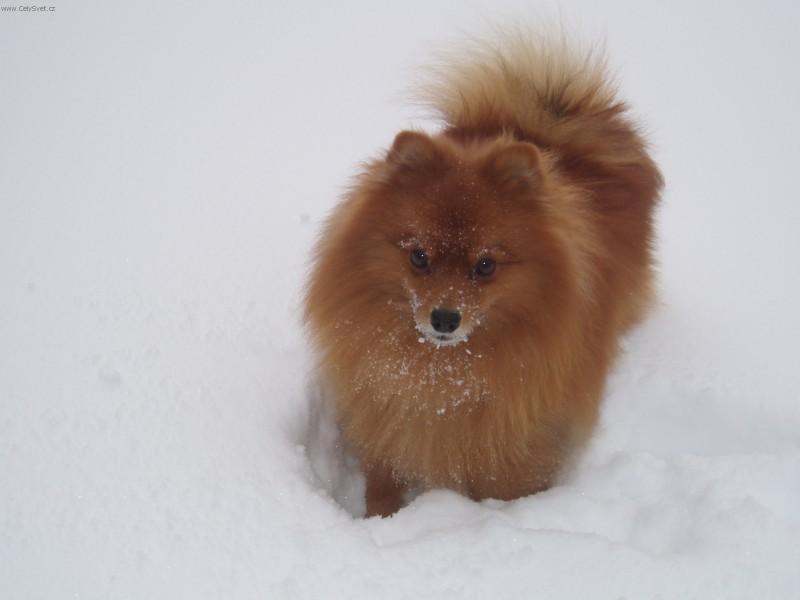 Fotky: N�meck� �pic mal� (foto, obrazky)