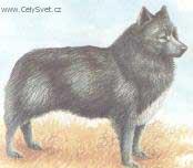 Foto: N�neck� jelen� lajka-Kresba