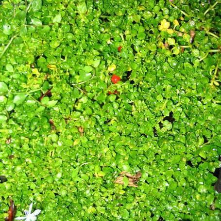 Foto: Nertera andsk�, kor�lovka