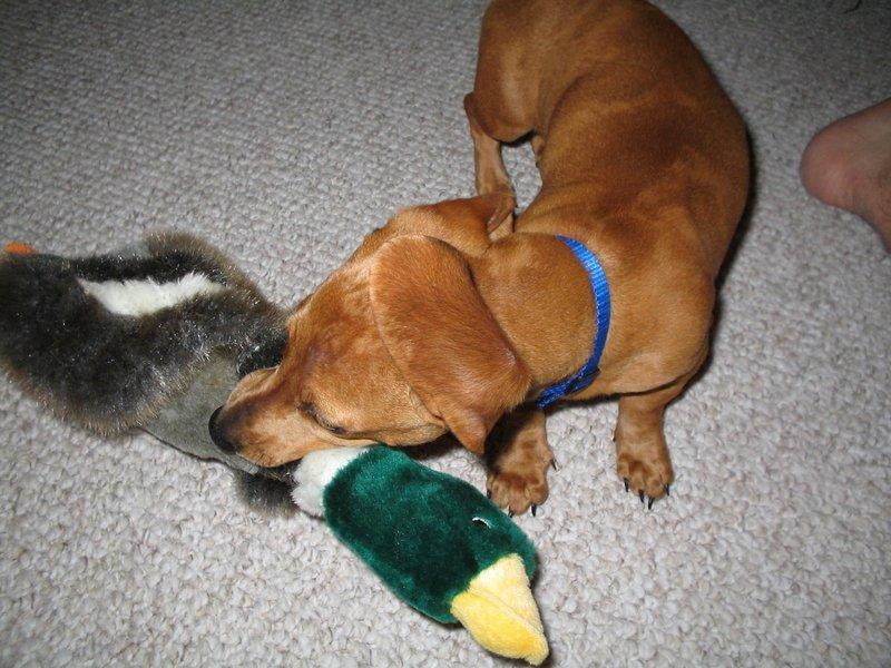 Fotky: Ne� si dom� p�ivedeme pejska (foto, obrazky)