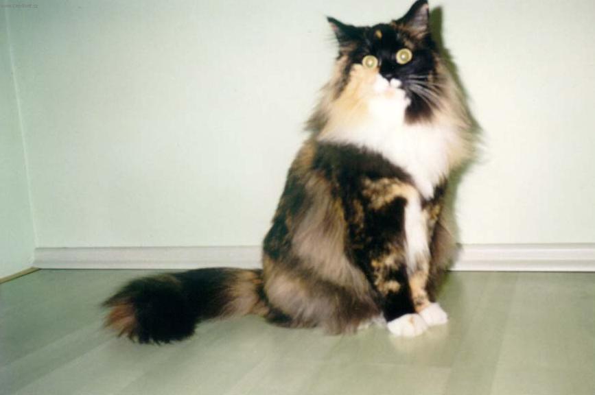 Fotky: Norsk� lesn� ko�ka (foto, obrazky)