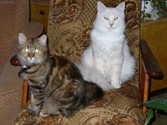 Fotky: Norsk� lesn� ko�ka (foto, obrazky)