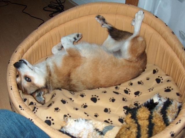 Foto: Norsk� lundehund-Nase Aja. Majitelka: Karin Briandova