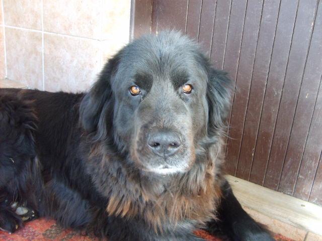 Fotky: Novofundlandsk� pes (foto, obrazky)