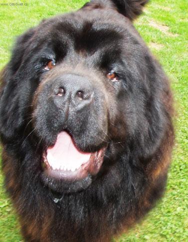Fotky: Novofundlandsk� pes (foto, obrazky)