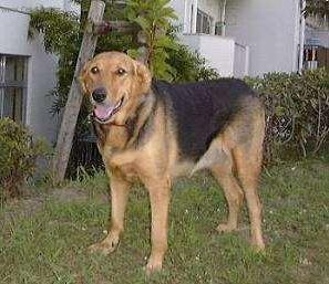 Fotky: Novoz�landsk� ov��k (foto, obrazky)