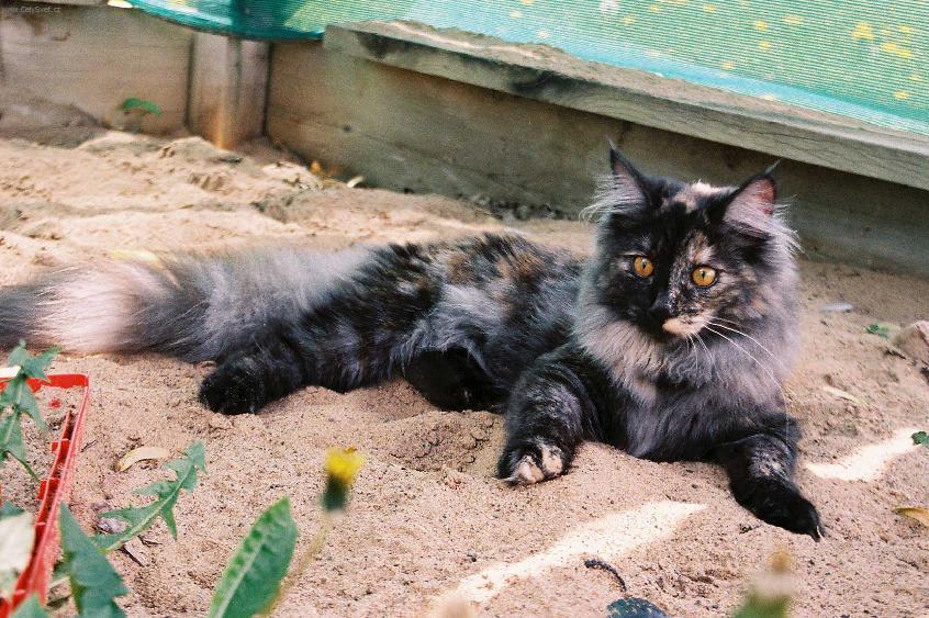 Fotky: Ocicat ko�ka (foto, obrazky)