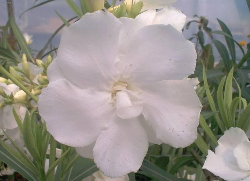 Foto: Oleandr obecn�