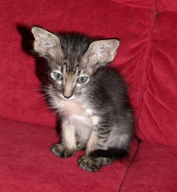 Fotky: Orient�ln� dlouhosrst� ko�ka - jav�nsk� (foto, obrazky)