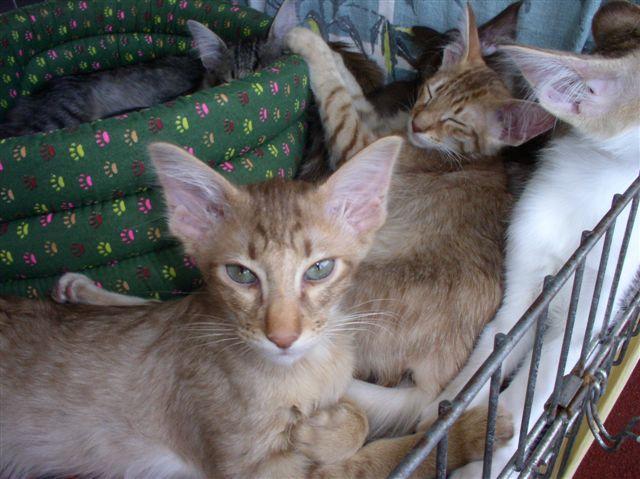 Fotky: Orient�ln� dlouhosrst� ko�ka - jav�nsk� (foto, obrazky)