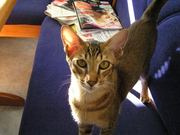 Fotky: Orient�ln� kratkosrst� ko�ka (foto, obrazky)