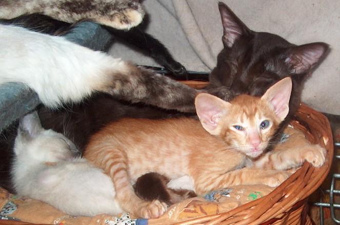 Fotky: Orient�ln� kratkosrst� ko�ka (foto, obrazky)