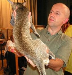 Fotky: Orient�ln� kratkosrst� ko�ka (foto, obrazky)