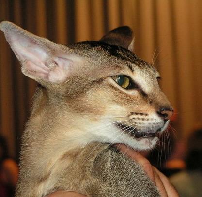 Fotky: Orient�ln� kratkosrst� ko�ka (foto, obrazky)