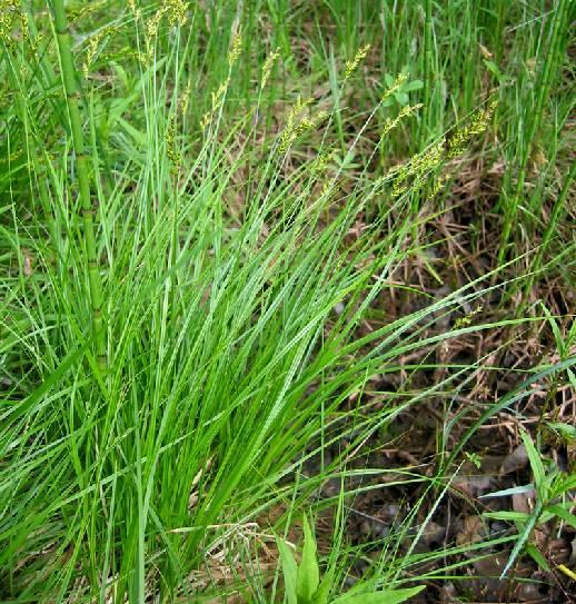 Fotky: Ost�ice (foto, obrazky)