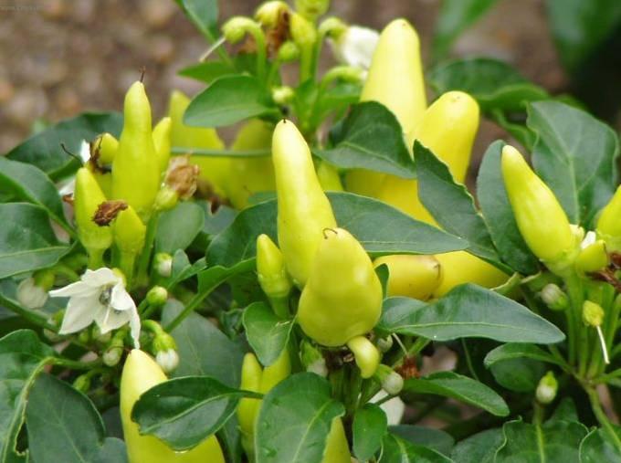 Foto: Paprika ro�n�