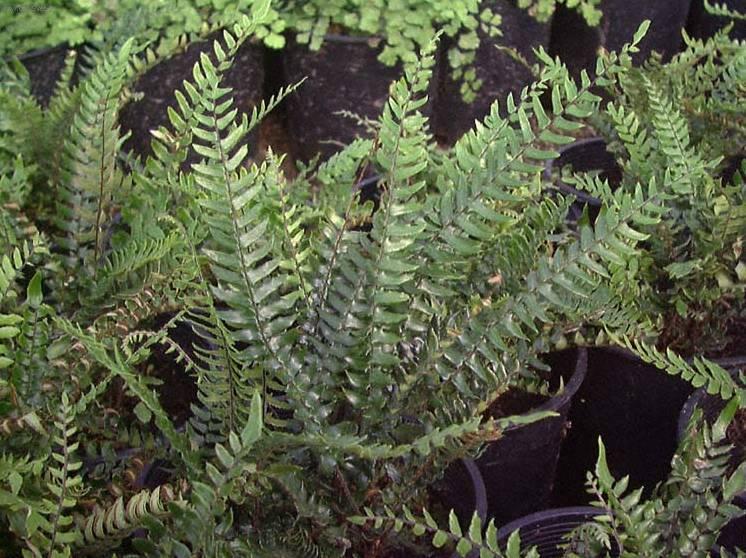 Foto: Pelea knoflikov�