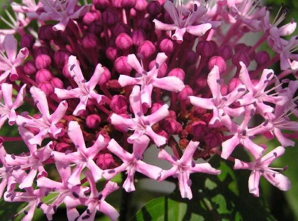 Foto: Pentas, p�tkovec