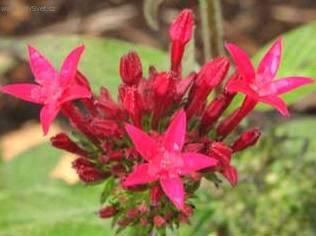 Foto: Pentas, p�tkovec