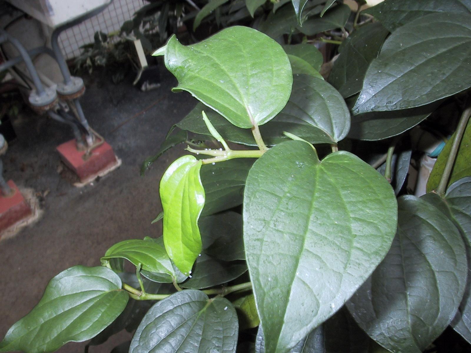 Foto: Pep�ovn�k-Piper nigrum