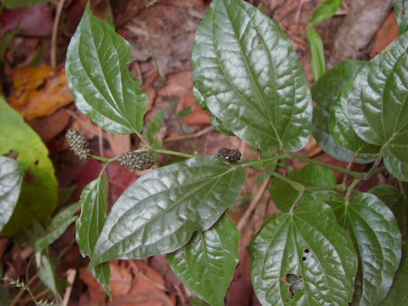 Foto: Pep�ovn�k-Piper sarmemtosum