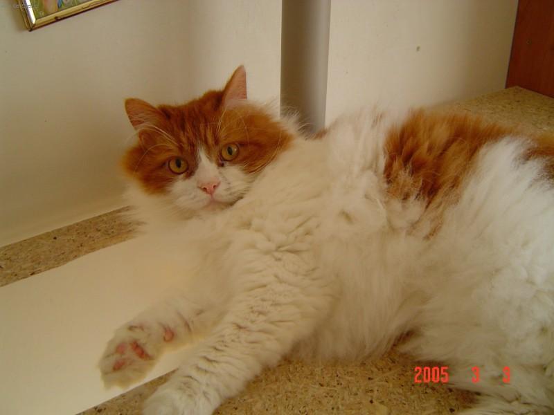 Foto: Persk� ko�ka-Max�k. Majitelka: Petra