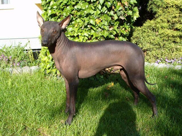 Foto: Peru�nsk� nah��-Blacky Nort Brun. (civavy@seznam.cz, www.hairlessbrno.com)