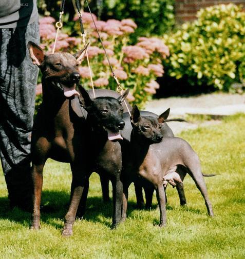 Foto: Peruvian Inca Orchid-Majitelka: Sonja Kolijn