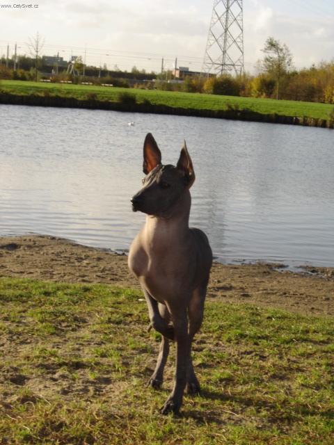 Foto: Peruvian Inca Orchid-Majitelka: Sonja Kolijn