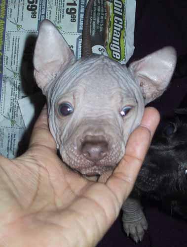 Foto: Peruvian Inca Orchid-Majitelka: Sonja Kolijn