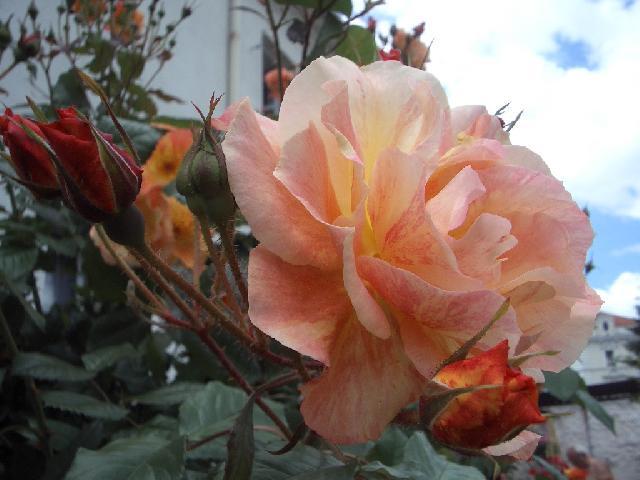 Foto: P�stov�n� r���-RَE WESTERLAND. (Helena C.)