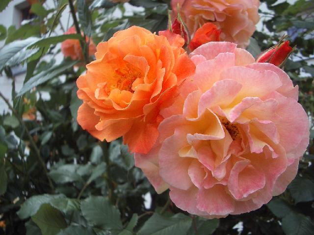 Foto: P�stov�n� r���-RَE WESTERLAND. (Helena C.)