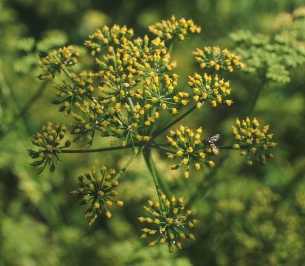 Fotky: Petr�el Kade�av� (foto, obrazky)