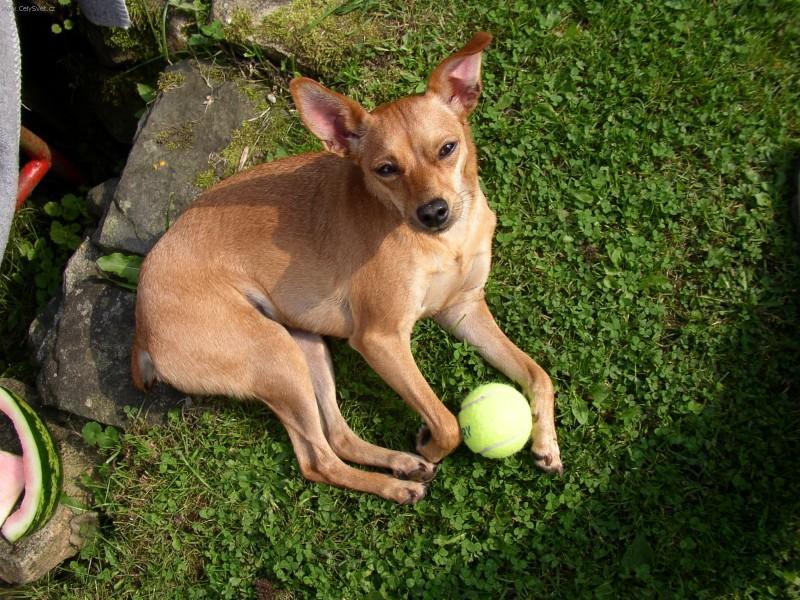 Foto: Pin�-harlek�n-Lusi. Majitelka: Paty