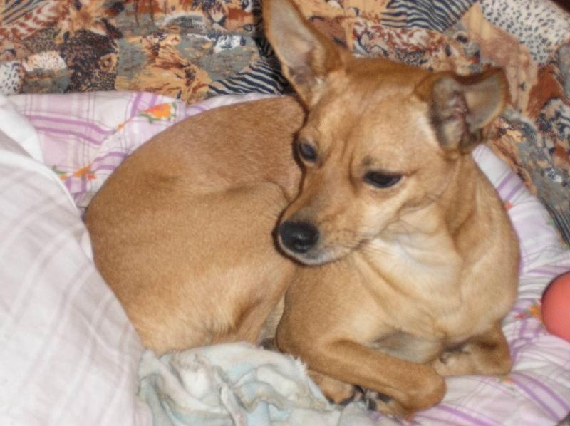 Fotky: Pin�-harlek�n (foto, obrazky)