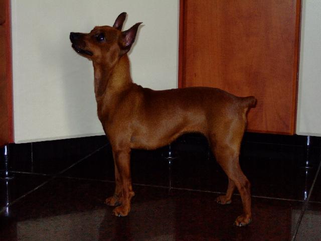 Fotky: Pin�ov� (foto, obrazky)