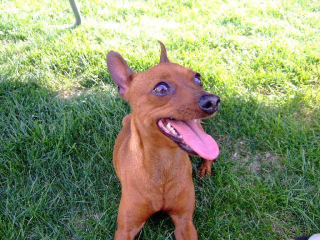 Foto: Pin�ov�-na�a Tinka. Teri