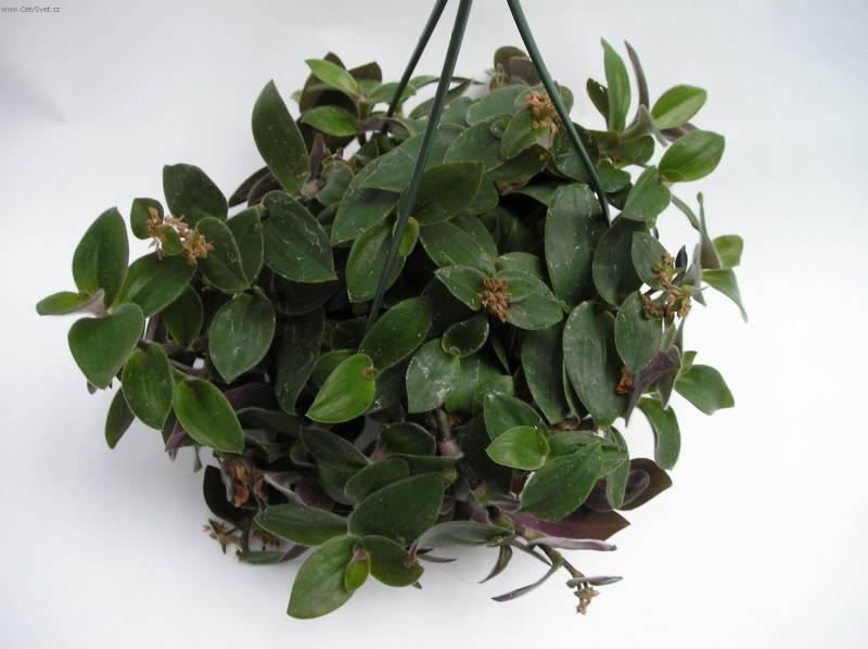 Foto: Pod�nka, tradeskancie-Z vlastn� sb�rky