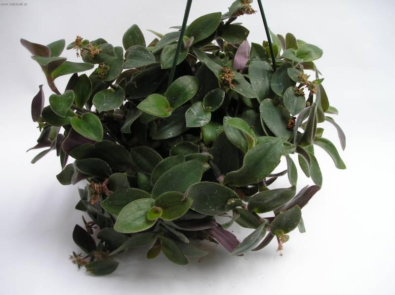 Foto: Pod�nka, tradeskancie-Z vlastn� sb�rky