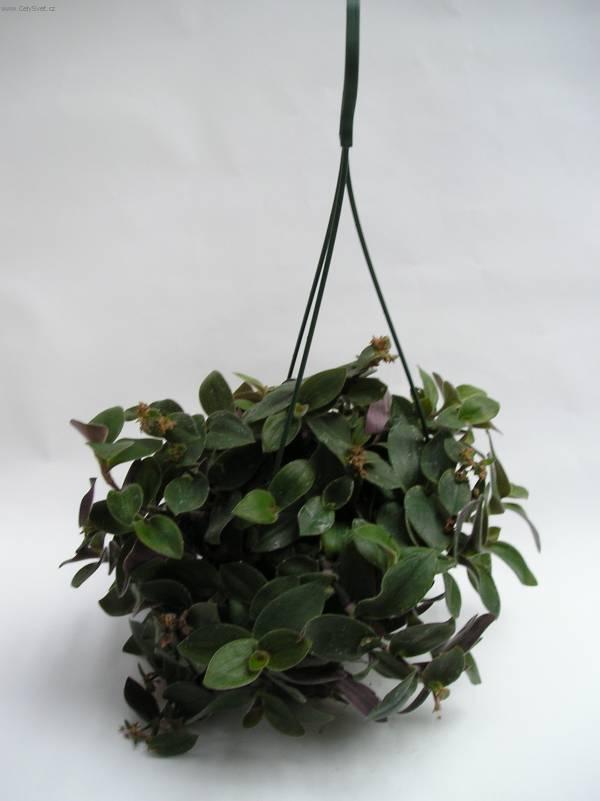 Foto: Pod�nka, tradeskancie-Z vlastn� sb�rky