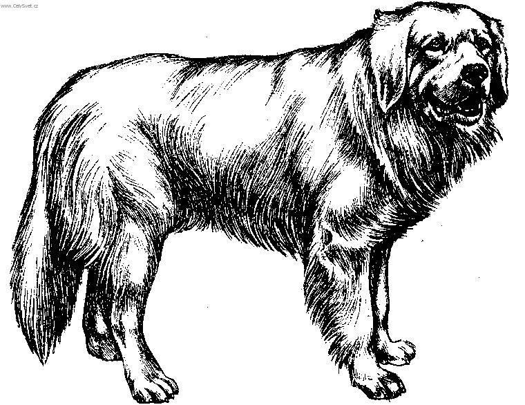 Foto: Podhala�sk� ov��k-Kresba