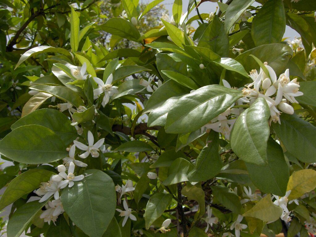 Foto: Pomeran�ovn�k Sladk�