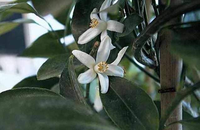 Fotky: Pomeran�ovn�k (foto, obrazky)